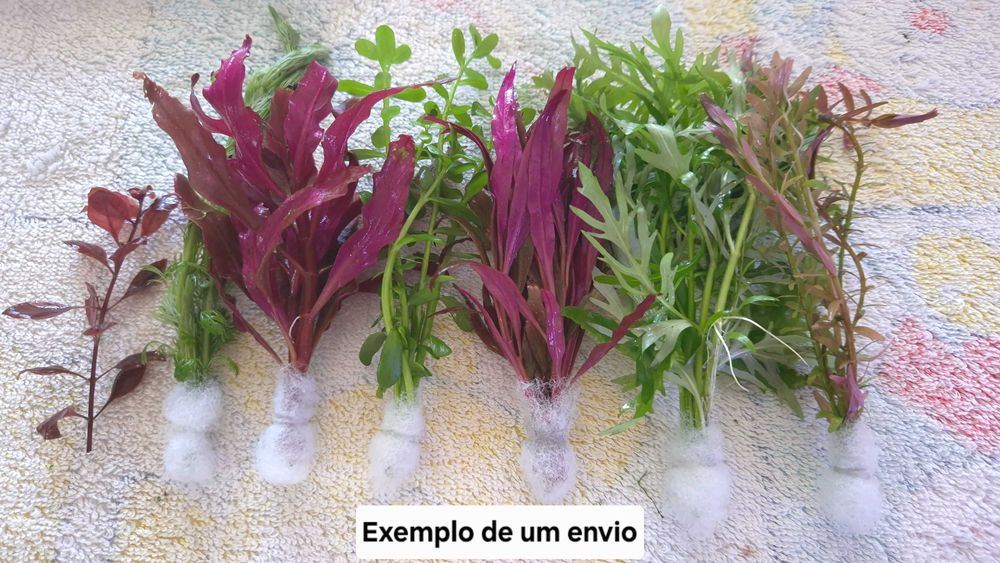 Pack Plantas Aquário - Faça o seu Pack