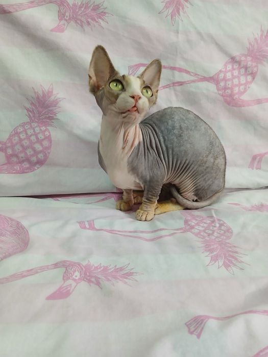 Киця бамбіно крупна, не стерилізована