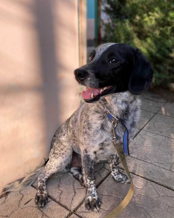 Молодий песик шукає домівку! Молодая собака ищет дом