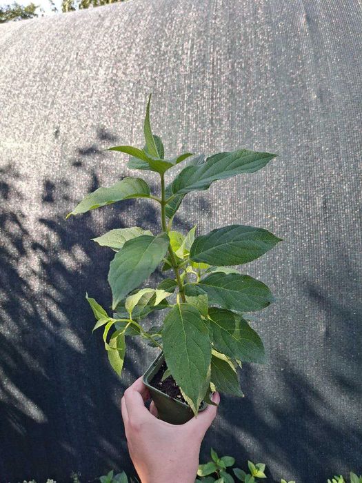 Гортензії в асортименті дворічні