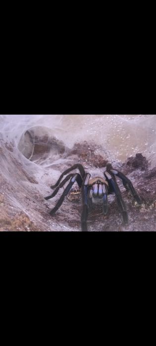 Ptasznik Ch. Natanicharum SAMICA