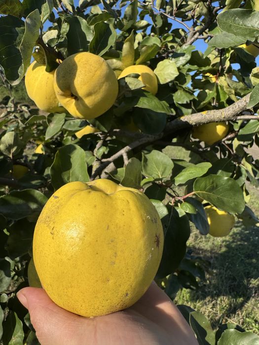 Продам земельну  ділянку