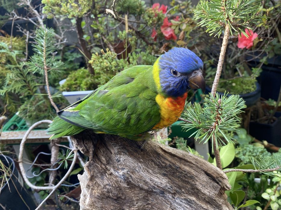Loris Domesticado - Papagaio Arco Iris