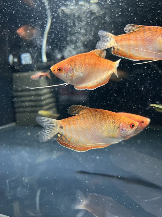 Gurami Red Aqualife
