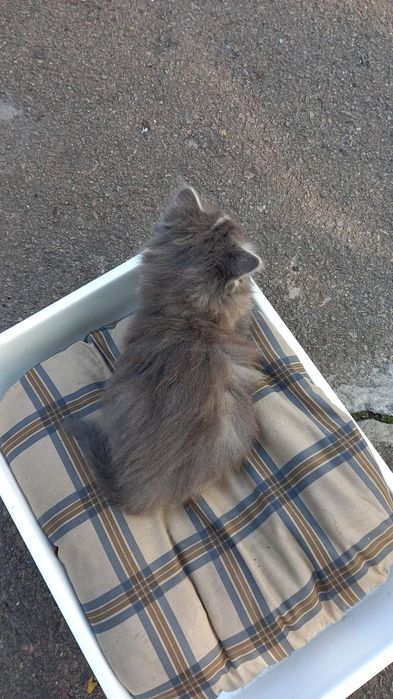 Отдам котят в хорошие руки