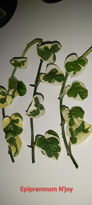 Epipremnum / philodendron