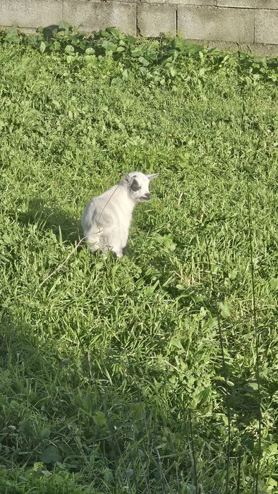 Cabrito anão  Macho