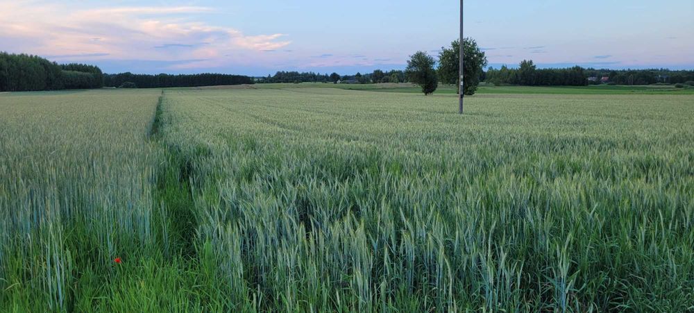 Działka rolna budowlana, grunt rolny, ponad 1 ha