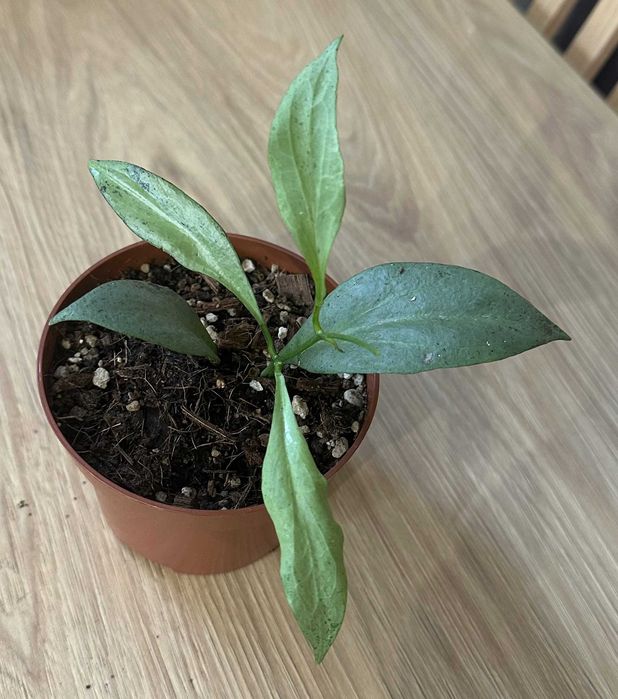 Hoya Nicholsoniae New Guinea Ghost ze zdjęcia, młode listki