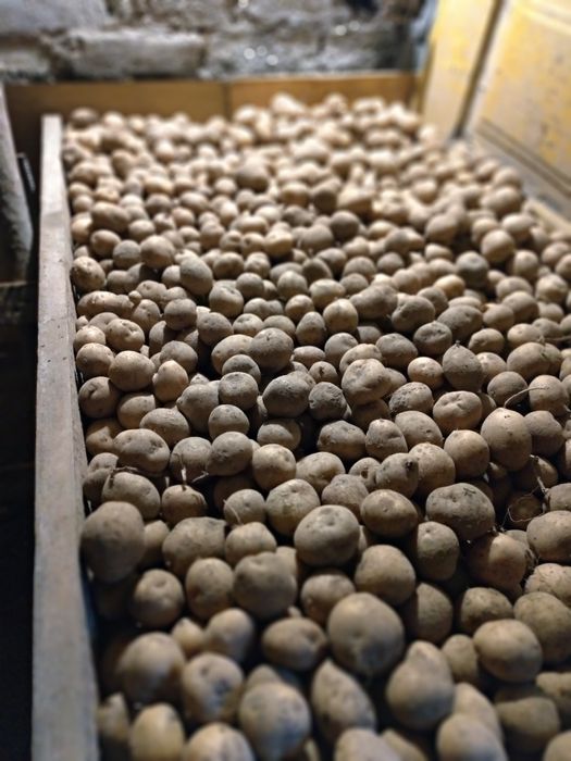 Ziemniaki  Bryza  oraz Tajfun!- dawna odmiana ! Zapraszam.