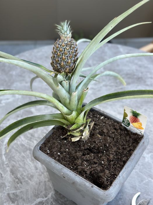 Ananaseiro com fruto - Único