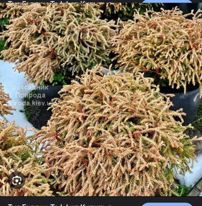 Туя Голден Таффет горщик 3л.