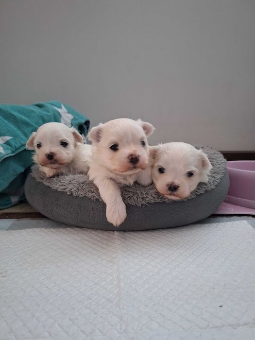 Maltańczyki z Domowej Hodowli