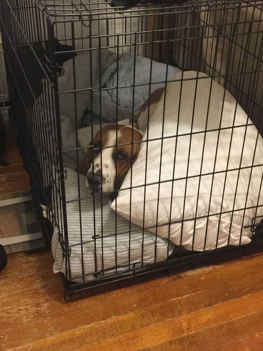 Клітка для собак Польша, клетка переноска вольер для собак XXL-X/S