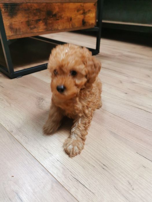 Piesek Bolek - pudel miniatura ZHPR UCI