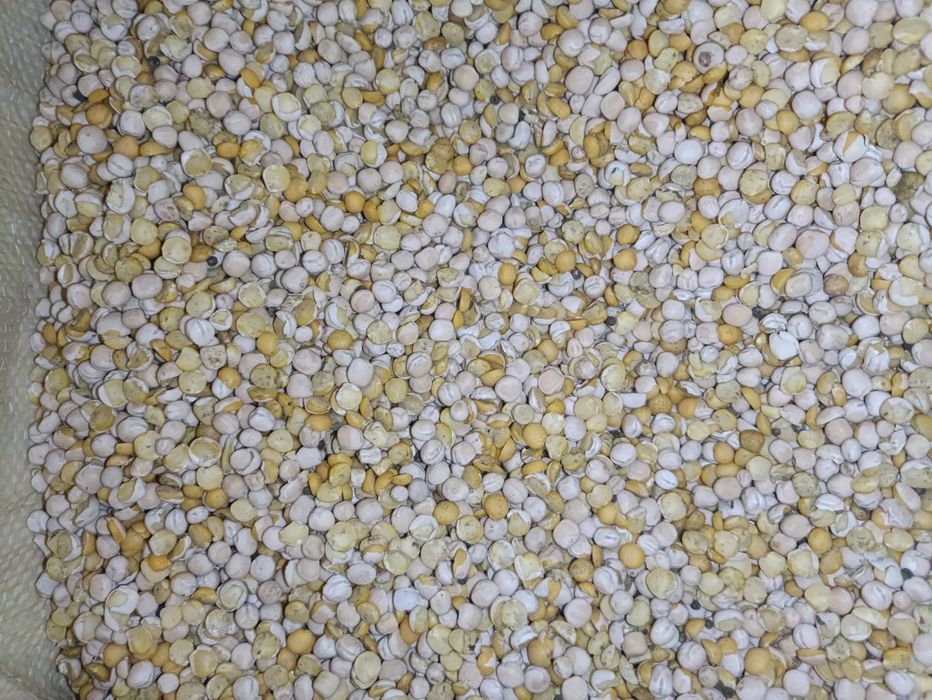 Groch połówki groch