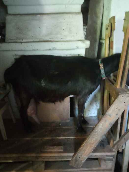 Кози зааненьські та заано-нубійські