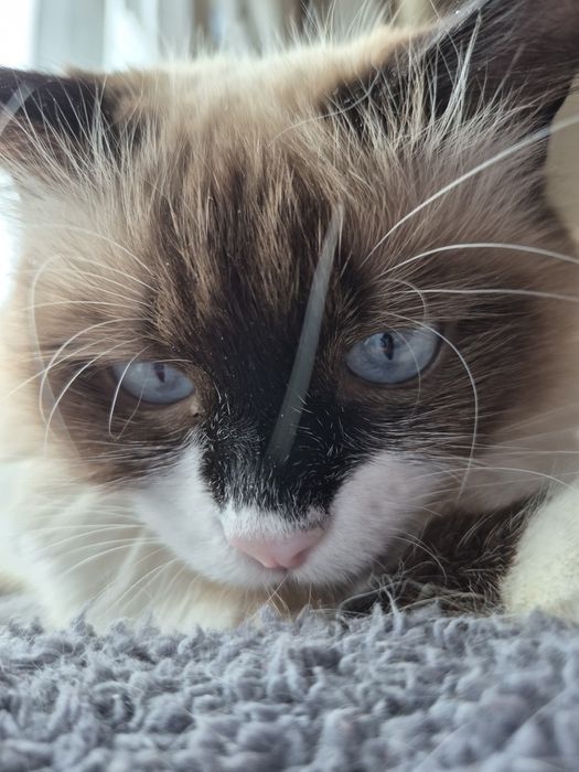 Шукаємо кота регдол