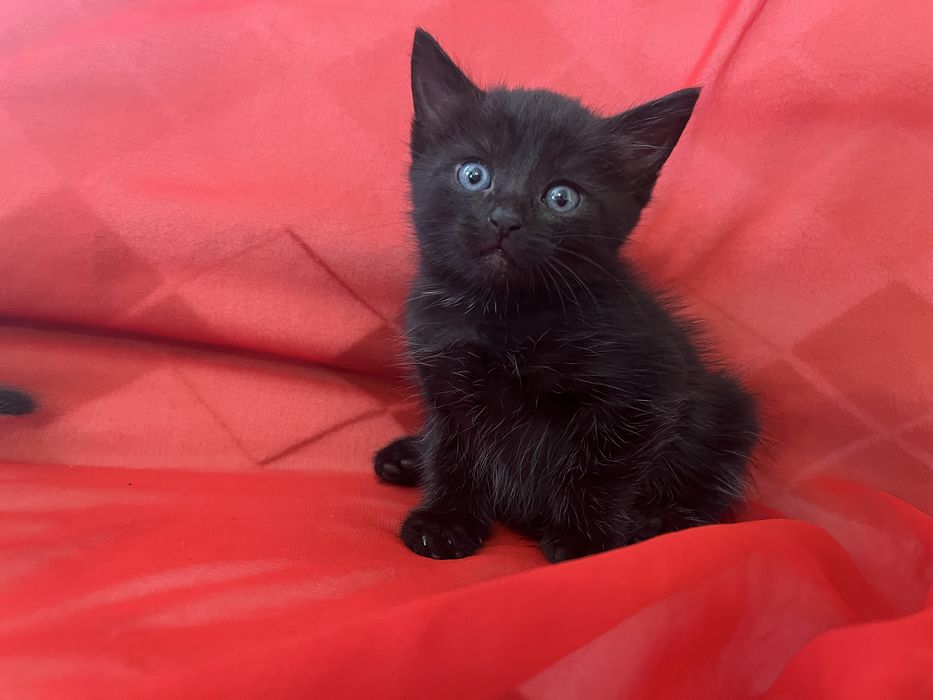 Маленький котенок мальчик в добрые руки