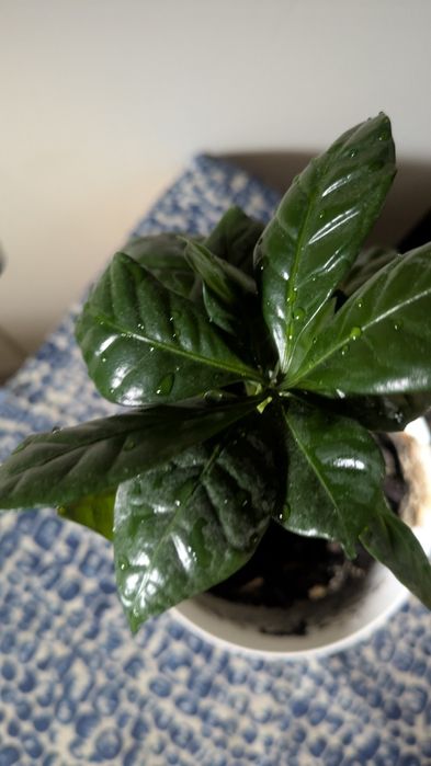 Śliczna kawa Arabica sadzonka z oslonką