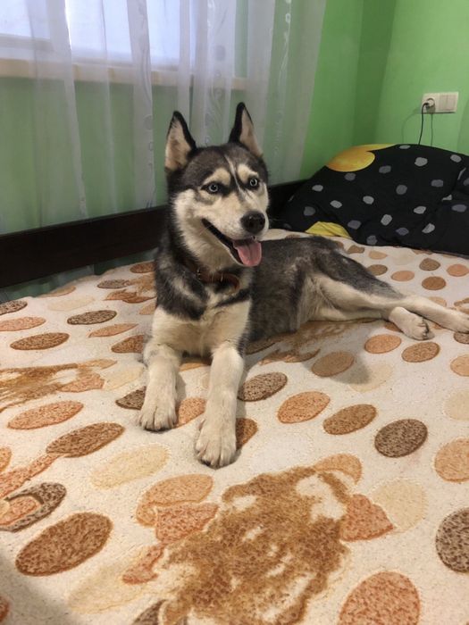 Продам хаскі