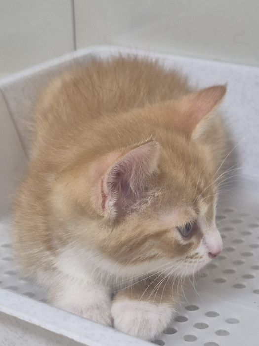 Котик хлопчик 05.05.26