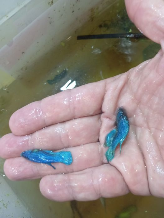 Betta Royal blue