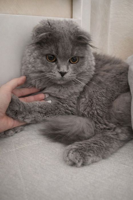 Вʼязка. Шотландський висловухий котик Сулейман (Scottish Fold)