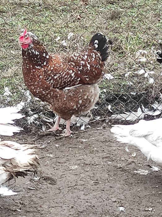 Кури лівенські ситцеві, яйце інкубаційне