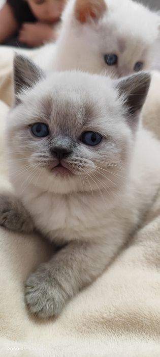 Кошенята британська" бою поінт"