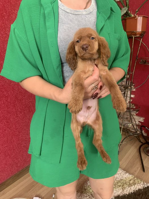 Красунчики Спаніельчики