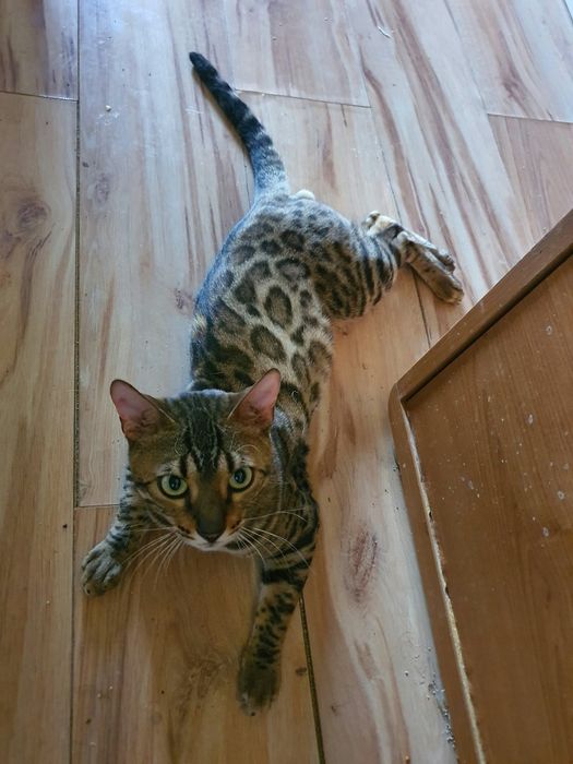 Bengalski kocurek