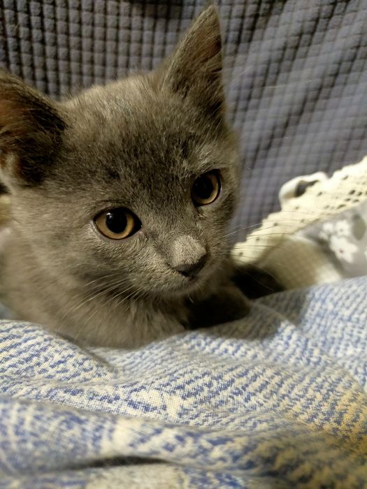Котята шотландцы ищут любящих хозяев