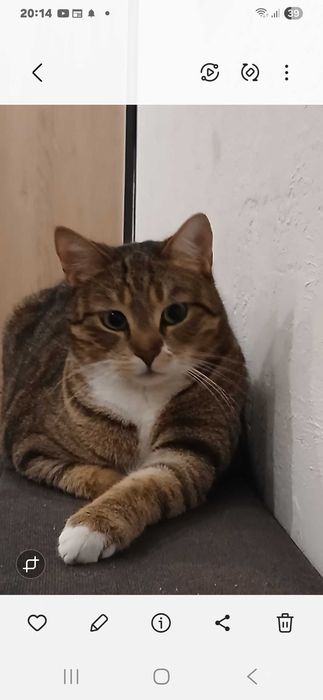 Oddam kota w dobre ręce