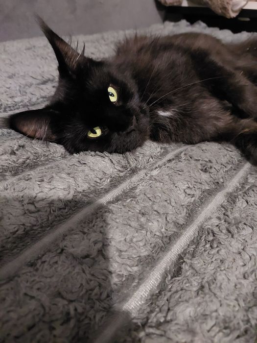 Чёрная кошка Мейн кун ищет жениха