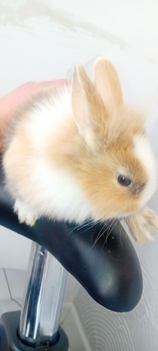 Króliczki miniaturki lwie