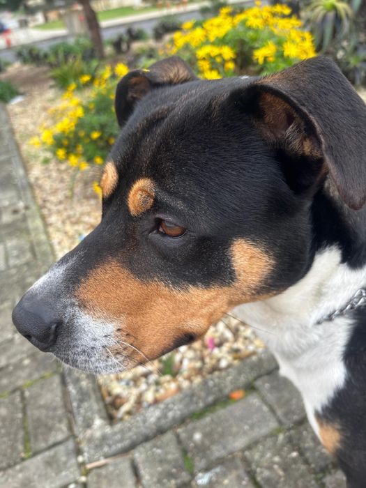 Cão Amstaff para adoçao responsável