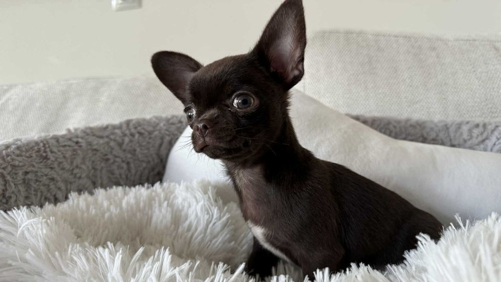 Czekoladowy Chłopczyk Mini Chihuahua z Rodowodem