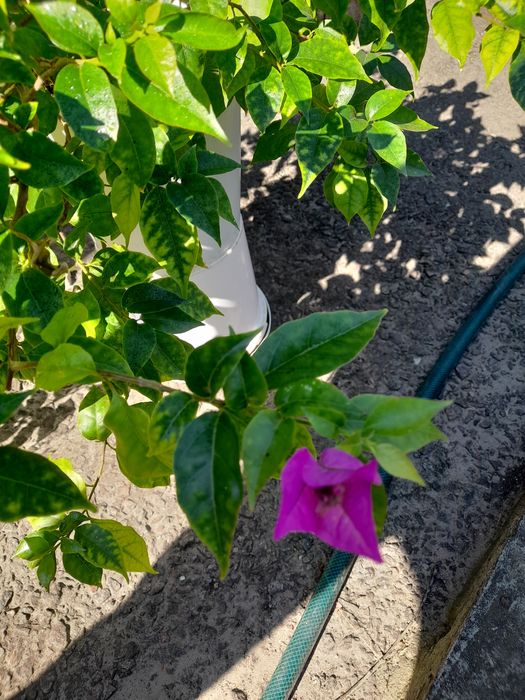 Растения для открытых площадок и офисов,большие и нарядные