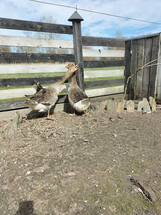 Sprzedam jaja lęgowe gęsi, bażantów i róznych ras