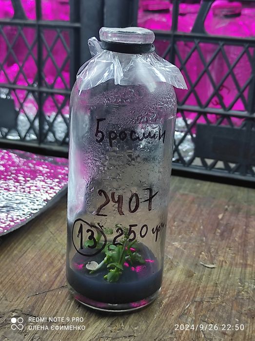 Фласка, орхідеї,дітки 2024 року посіву