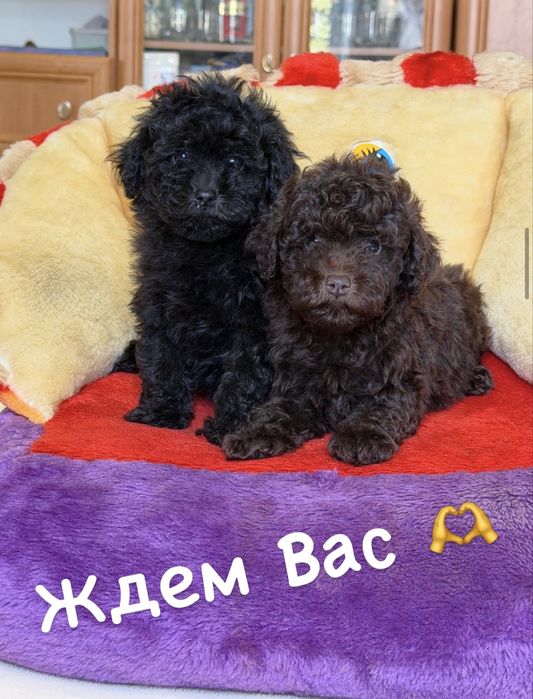Той пуделя девочки и мальчики