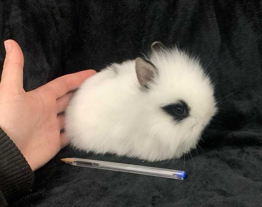KIT Coelhos anões mini holandês, minitoy e angorá desparasitados