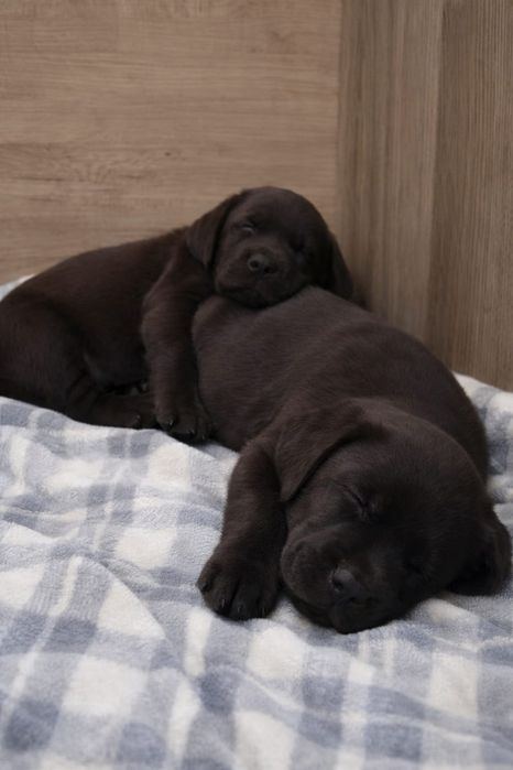 Цуценята лабрадора