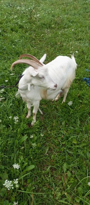 Продам козу. Дійна коза 2,5 роки.  .