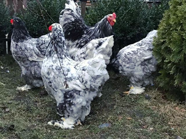 Інкубаційне яйце. Курчата, Брама спліш, золото.