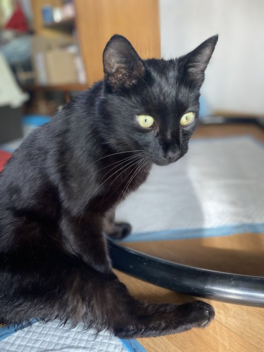 Czaruś - czarny kocurek do adopcji