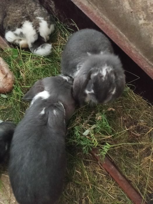 Krolik baran francuski