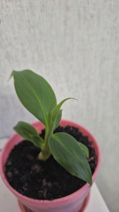 Kwiatki bananowca