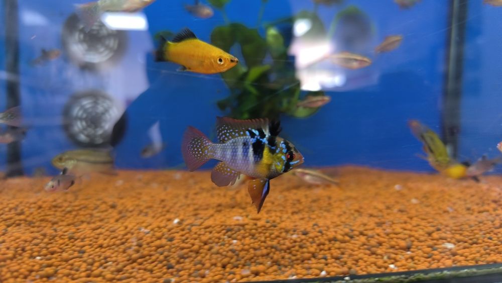Ramirezi (Mikrogeophagus Ramirezi)